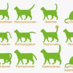 Нейросеть понимания кошек