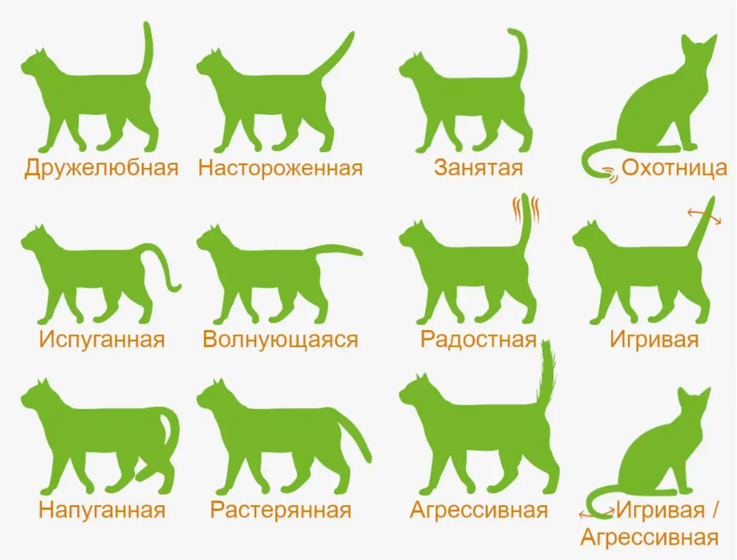Нейросеть ИИ для понимания языка котов и кошек